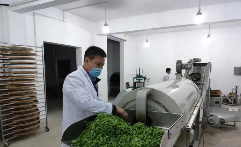 有关于一片茶叶的“香味密码”的相关信息(4)