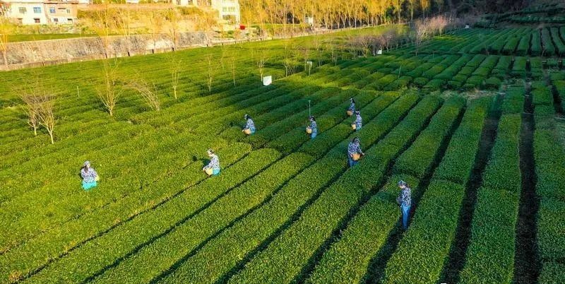 有关于一片茶叶的“香味密码”的相关信息