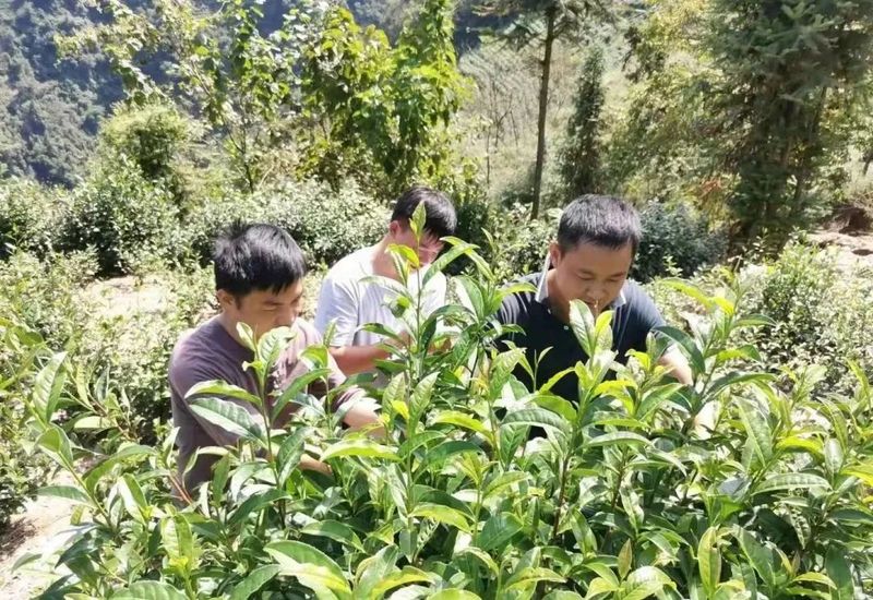 有关于一片茶叶的“香味密码”的相关信息(1)