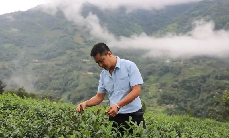 有关于一片茶叶的“香味密码”的相关信息(6)