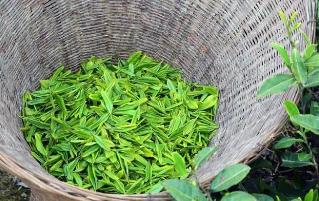 关于陇南碧口马家山：打好茶叶牌 吃上产业饭的相关内容(1)