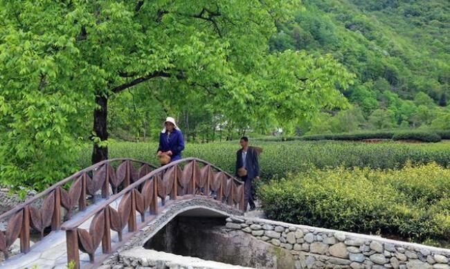 关于陇南碧口马家山：打好茶叶牌 吃上产业饭的相关内容