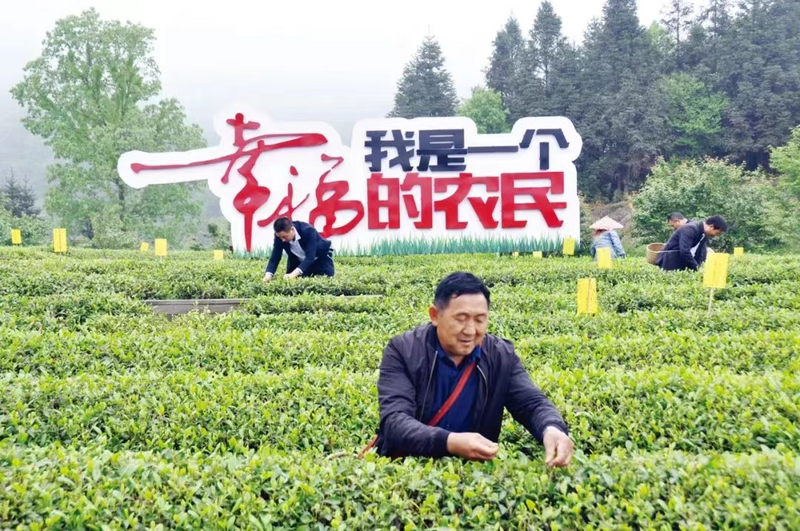 关于最美乡村 湄潭样板——湄潭县推进乡村全面振兴扫描的相关内容(4)
