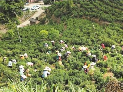 有关于茶产业助推乡村振兴，河源东源县茶山上日均5000余采茶工采摘新茶的新闻