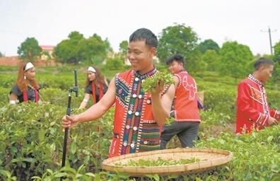 有关于普洱市西盟县：“抱团”发展 托起茶农“增收梦”的最新消息