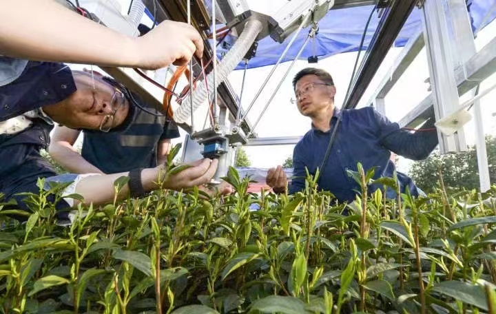 有关于机械采茶VS.手工采茶，谁将胜出？的消息(1)