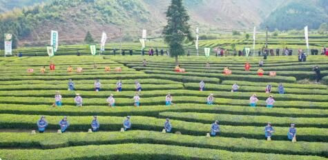 关于安徽石台：以茶叶节为契机赋能硒茶品牌的消息