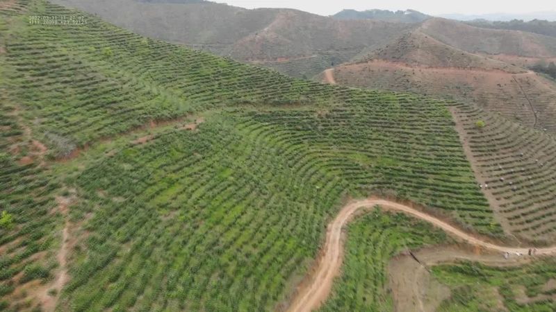 关于美如画!这个7000亩的茶园很有料的新闻(3)