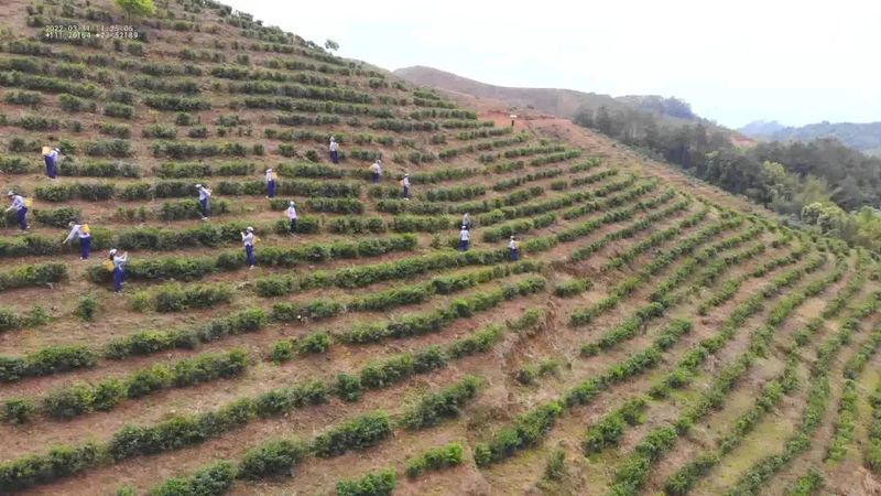 关于美如画!这个7000亩的茶园很有料的新闻