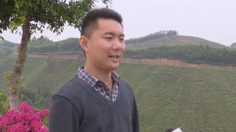 关于美如画!这个7000亩的茶园很有料的新闻(4)
