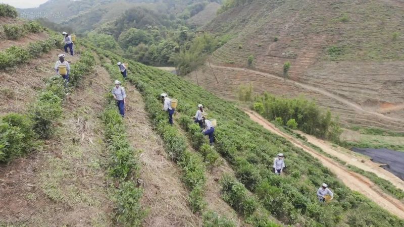 关于美如画!这个7000亩的茶园很有料的新闻(2)