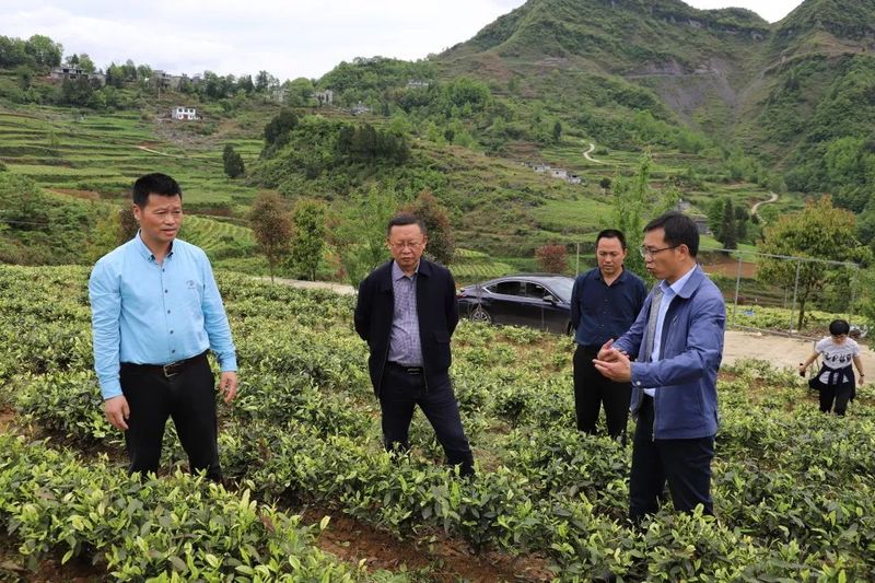 有关于席宁携茶叶专家到中寨镇调研指导茶产业的相关信息(2)