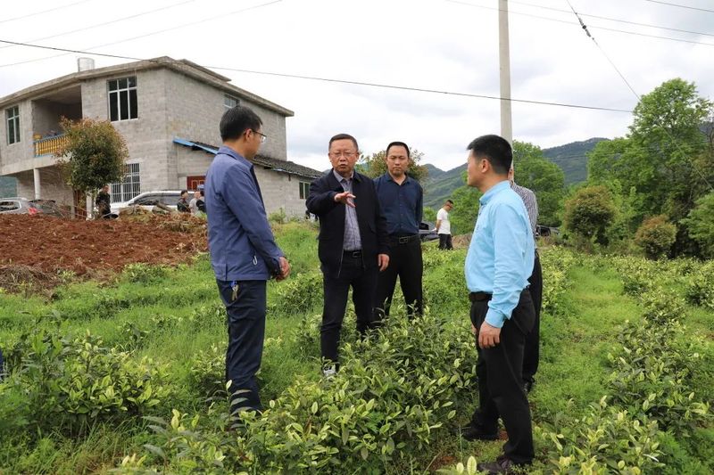 有关于席宁携茶叶专家到中寨镇调研指导茶产业的相关信息