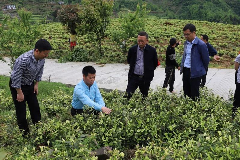 有关于席宁携茶叶专家到中寨镇调研指导茶产业的相关信息(1)