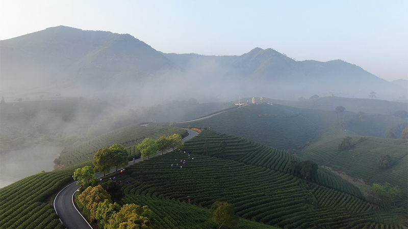 关于百条红色茶乡旅游精品路线，浙江安吉：“醉美两山路·安吉白茶香”红色旅游精品路线的信息(6)