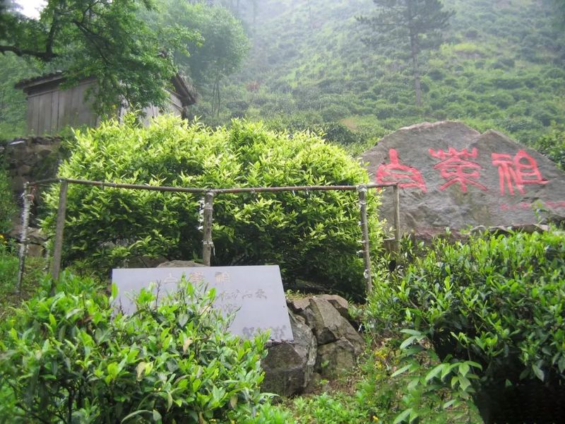 关于百条红色茶乡旅游精品路线，浙江安吉：“醉美两山路·安吉白茶香”红色旅游精品路线的信息(9)