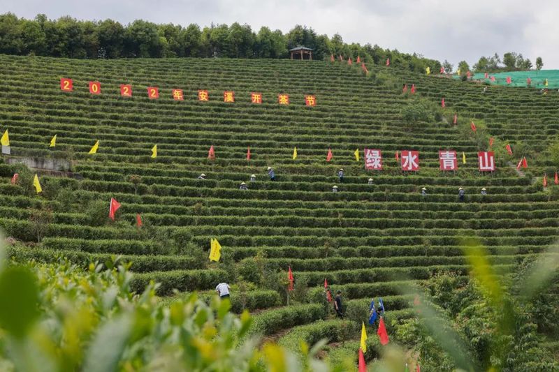 关于借力“茶科技”，安溪茶产业再启航的相关信息