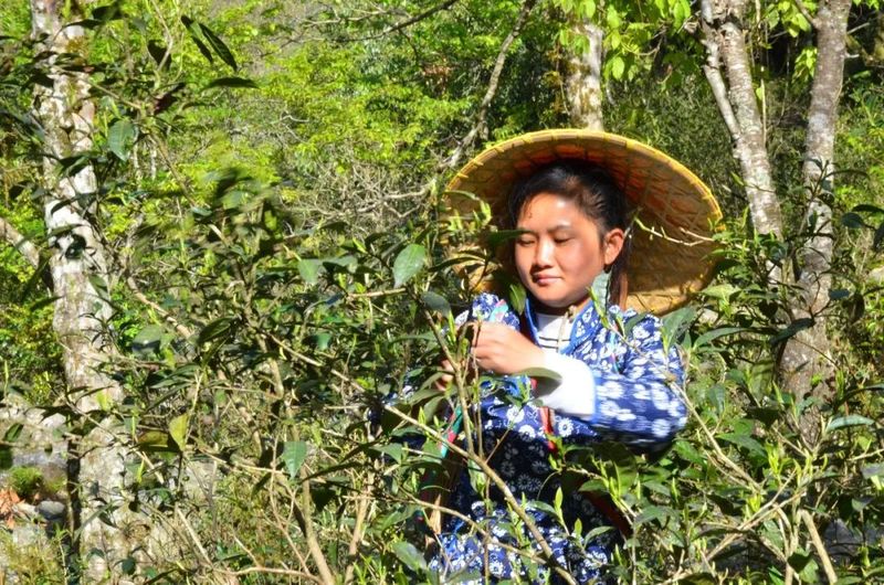 有关于“潇湘·邵阳红”2022湖南生态旅游节暨第三届舜皇山野茶节将于5月开幕的消息(2)