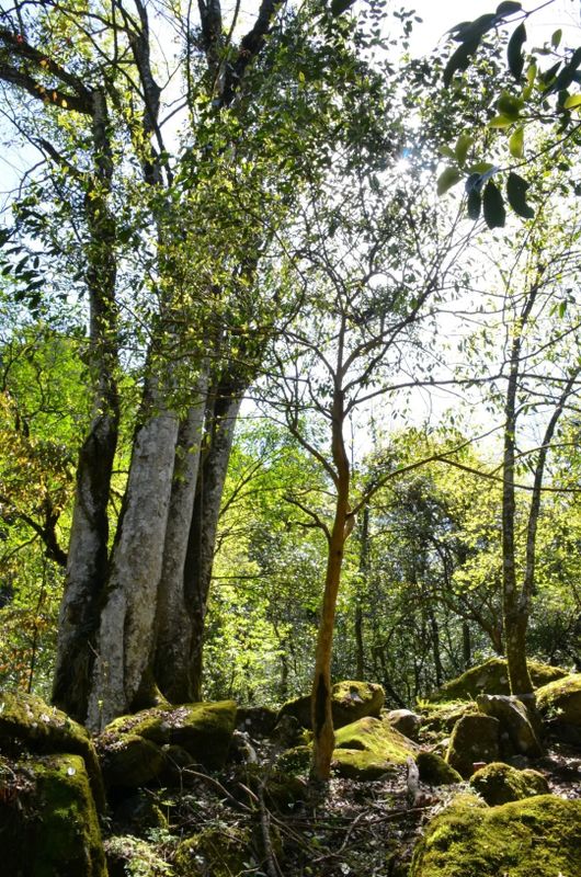 有关于“潇湘·邵阳红”2022湖南生态旅游节暨第三届舜皇山野茶节将于5月开幕的消息(3)