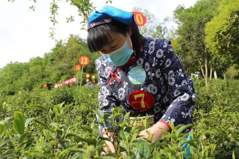 关于白河第四届茶旅文化节正式启动的相关信息(8)