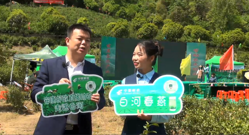 关于白河第四届茶旅文化节正式启动的相关信息(11)