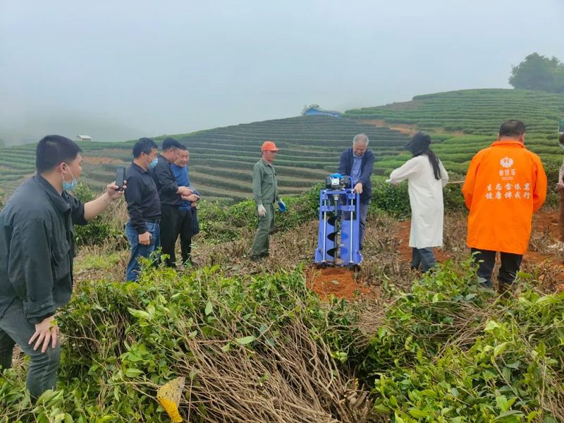 有关于福鼎白茶休茶季，科技添动力的信息