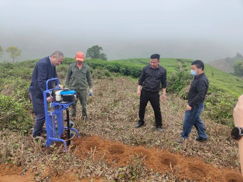 有关于福鼎白茶休茶季，科技添动力的信息(1)