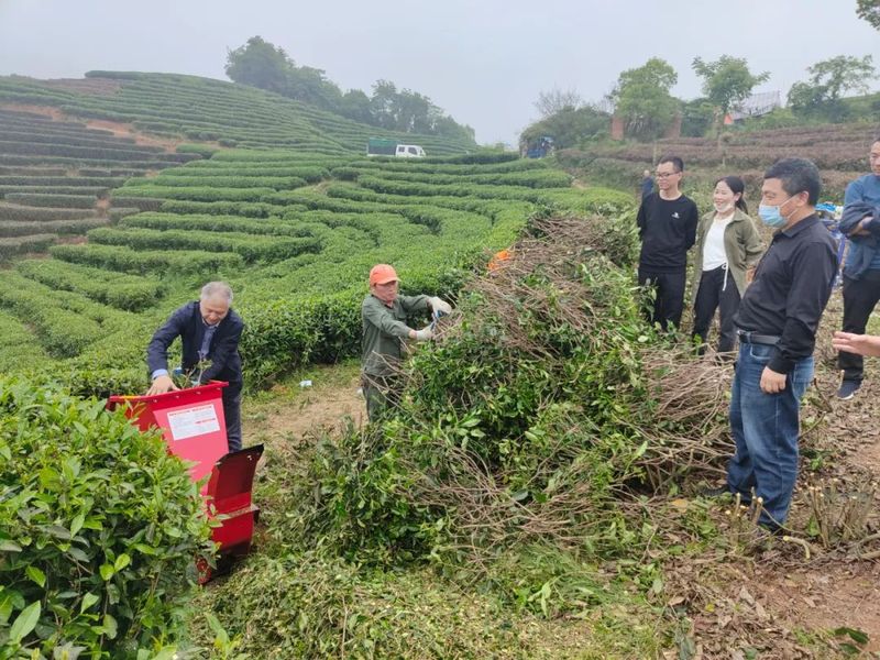 有关于福鼎白茶休茶季，科技添动力的信息(2)