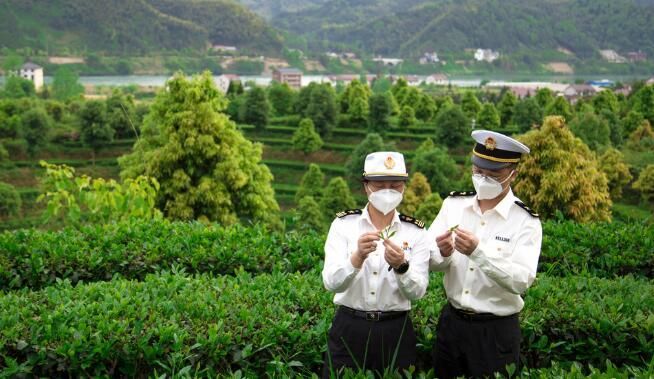 关于“2022春茶总产量”“多措并举促进茶产业发展”“西湖龙井入选CCTV物产中国”的信息(7)