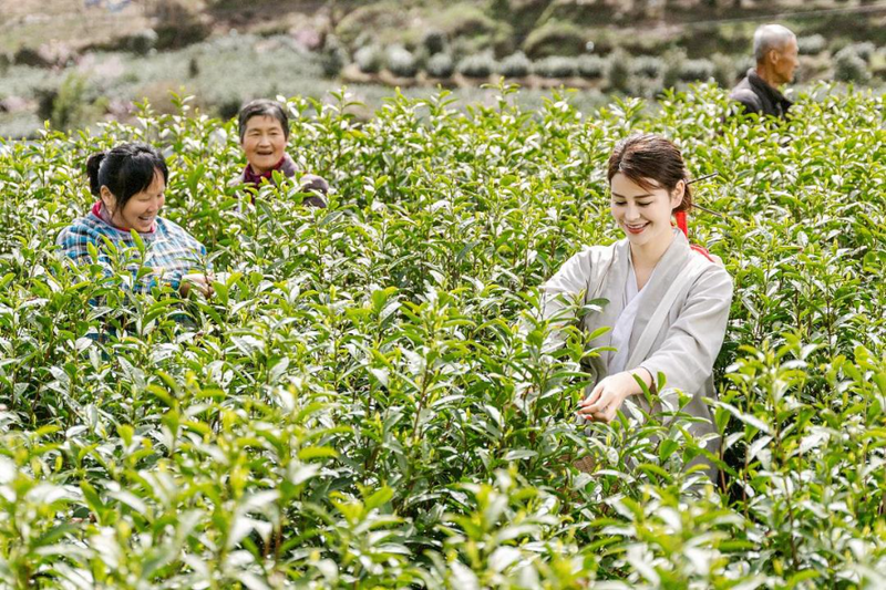 有关于岳西:深山出好茶 幽谷润兰香的相关内容(1)