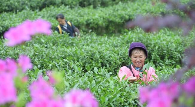 有关于贵州丹寨：马寨茶园采茶制茶忙的相关信息(3)