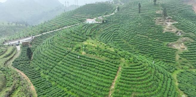 有关于贵州丹寨：马寨茶园采茶制茶忙的相关信息