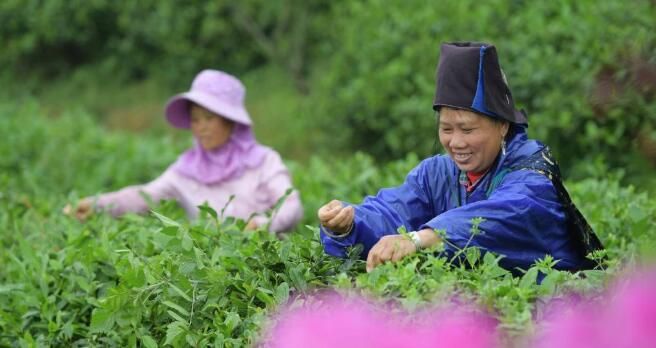 有关于贵州丹寨：马寨茶园采茶制茶忙的相关信息(2)