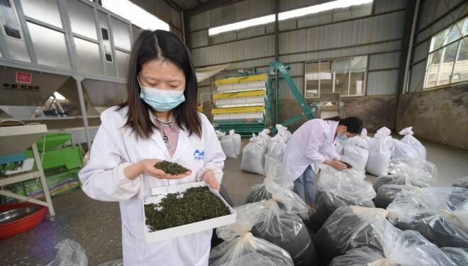 有关于贵州丹寨：马寨茶园采茶制茶忙的相关信息(1)