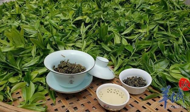 关于韶关乳源春茶上市:又见春茶绿,十里闻茶香的相关信息(3)