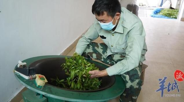 关于韶关乳源春茶上市:又见春茶绿,十里闻茶香的相关信息(2)