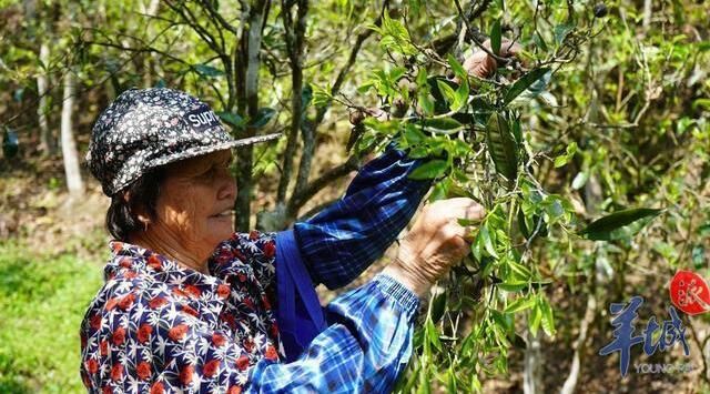 关于韶关乳源春茶上市:又见春茶绿,十里闻茶香的相关信息