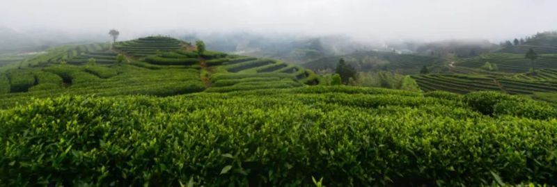 关于聚焦澄源茶产业 努力打造茶产业发展新格局的内容(1)
