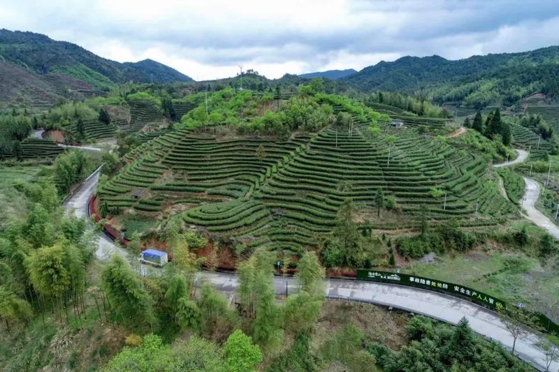 关于聚焦澄源茶产业 努力打造茶产业发展新格局的内容(2)