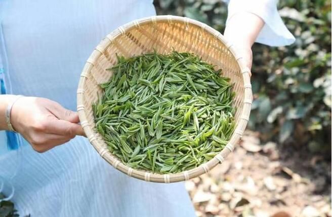 有关于春茶采摘进入“黄金季”，崂山茶区域公用品牌新形象全球首发的内容(4)