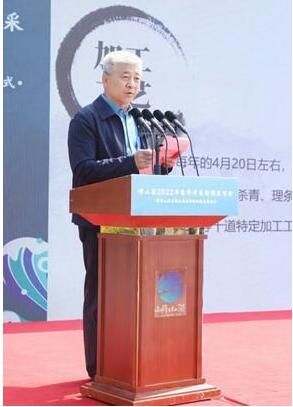 有关于春茶采摘进入“黄金季”，崂山茶区域公用品牌新形象全球首发的内容(2)