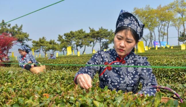 有关于诸城茶“文章”瞄准高品质目标,一片叶子成就一个产业的内容(1)