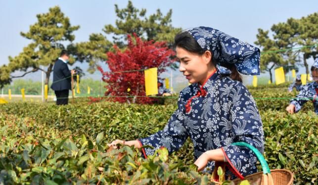 有关于诸城茶“文章”瞄准高品质目标,一片叶子成就一个产业的内容