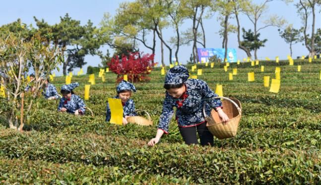 有关于诸城茶“文章”瞄准高品质目标,一片叶子成就一个产业的内容(2)