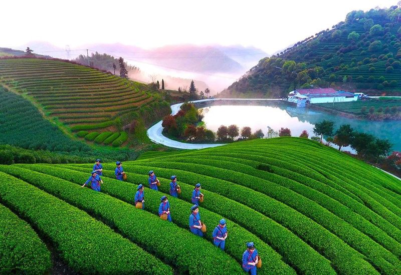 有关于百条红色茶乡旅游精品路线,浙江金华:武义特色茶产业游的新闻(8)