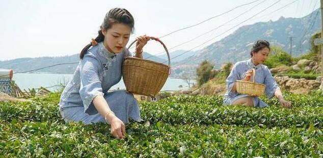 有关于崂山茶“上新”！这里的春茶开采啦的相关内容