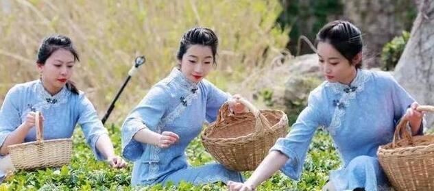 有关于崂山茶“上新”！这里的春茶开采啦的相关内容(2)