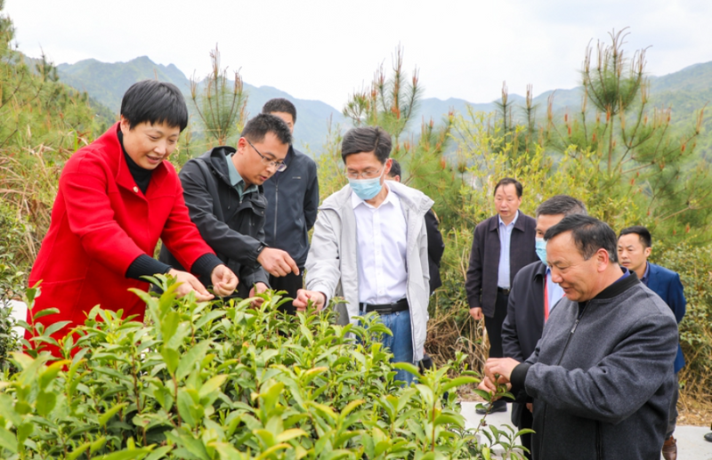 有关于安徽春茶地理标志保护宣传周在岳西启动的相关内容(7)