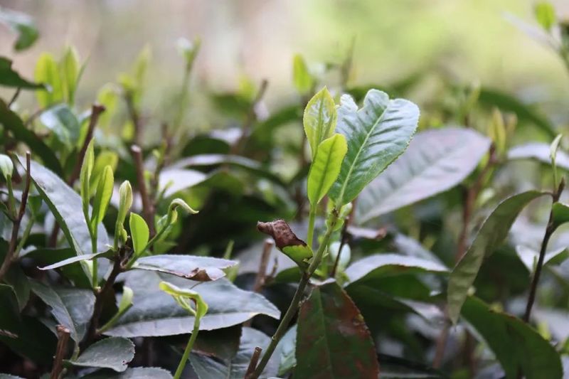 有关于政策扶一把 果园变茶园，苍梧县京南镇探索新合作模式推进六堡茶种植的最新消息