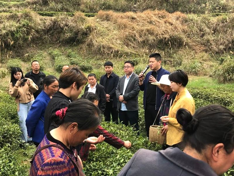 有关于印江：农技下乡，助力春茶生产的新闻